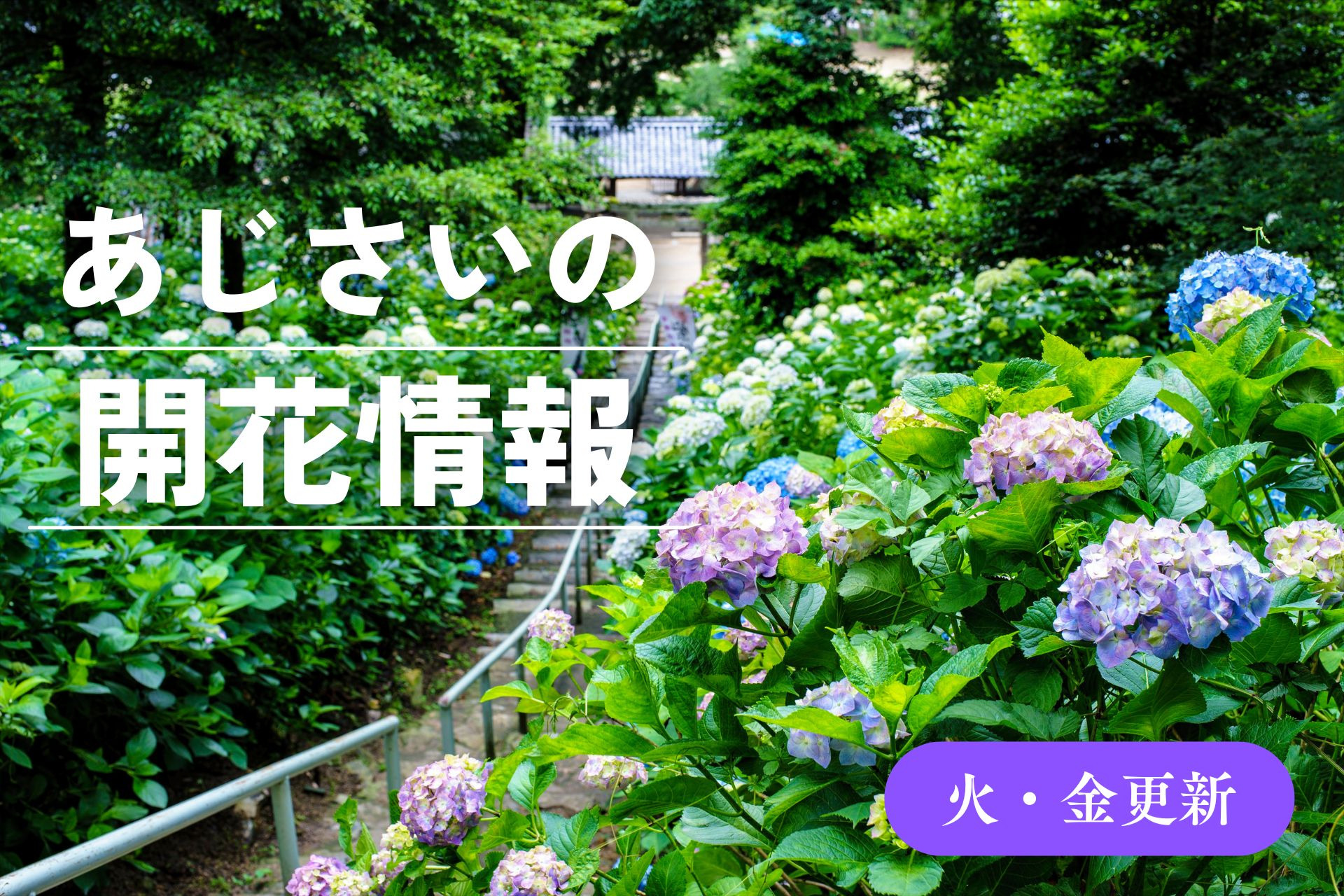 あじさいの開花情報