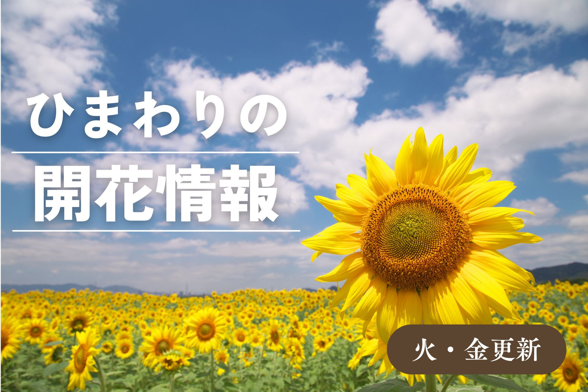 ひまわりの開花情報