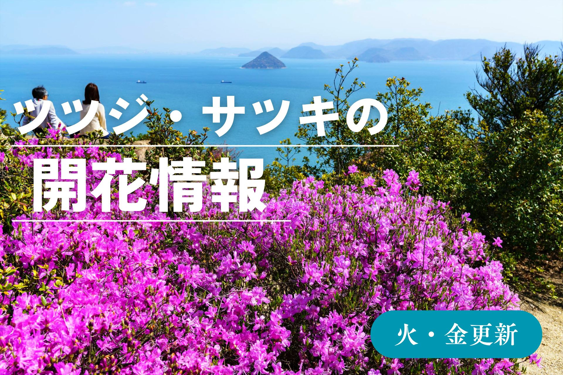 ツツジ・サツキの開花情報