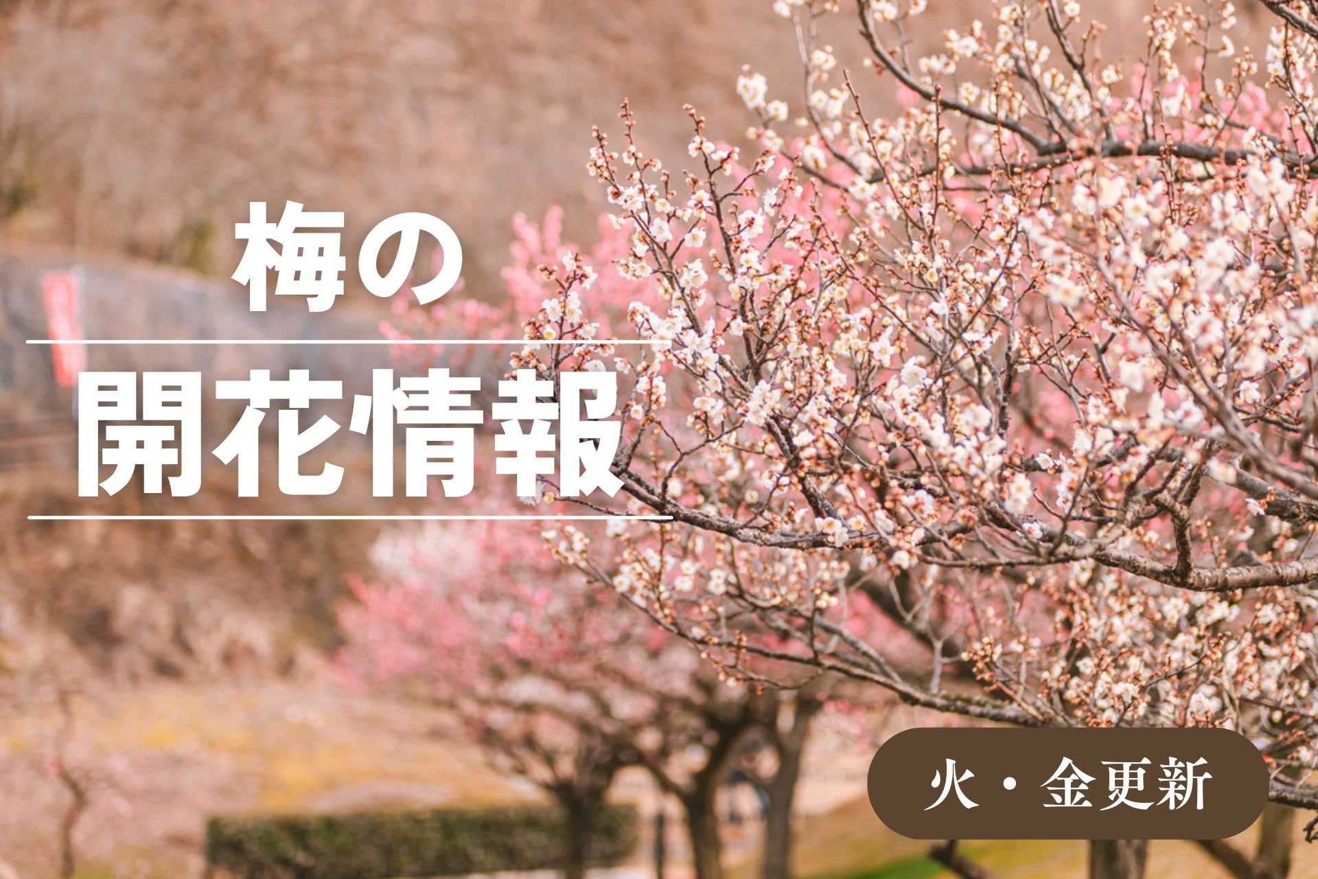 梅の開花情報