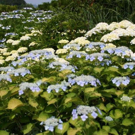 みやま公園