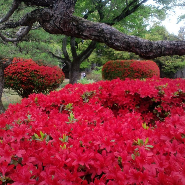 衆楽園（旧津山藩別邸庭園）