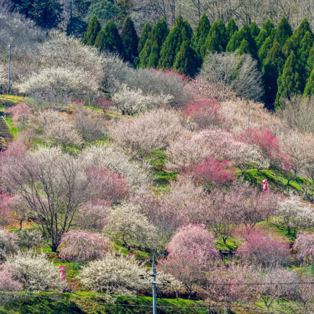 梅の里公園