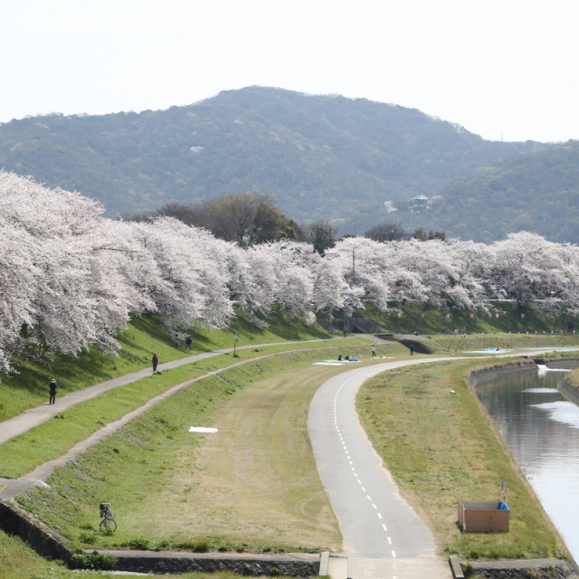 旭川さくらみち