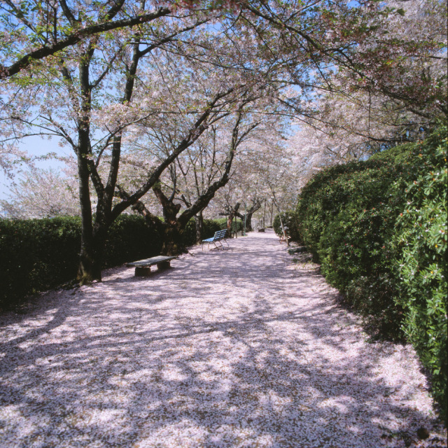 岡山市半田山植物園
