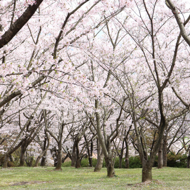円通寺公園