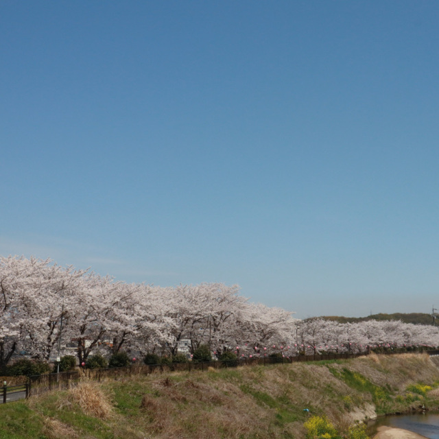 里見川沿いの桜並木