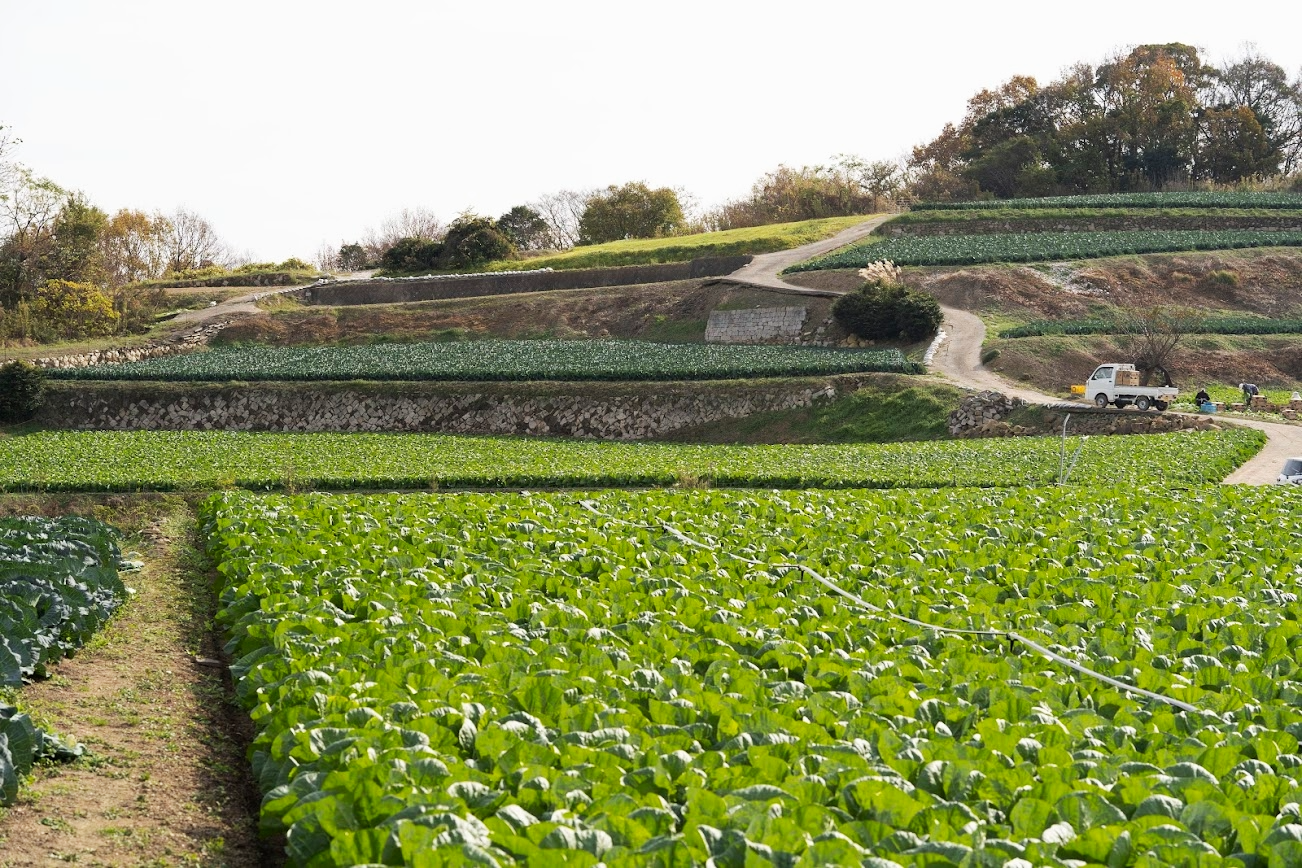 今が旬！牛窓の白菜とキャベツ