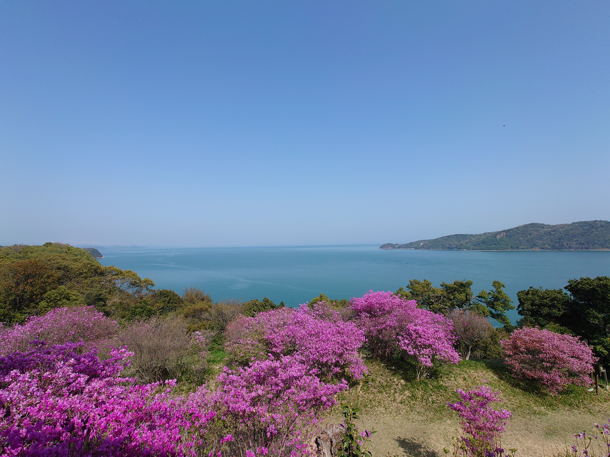 牛窓神社　亀山公園望洋亭のつつじ