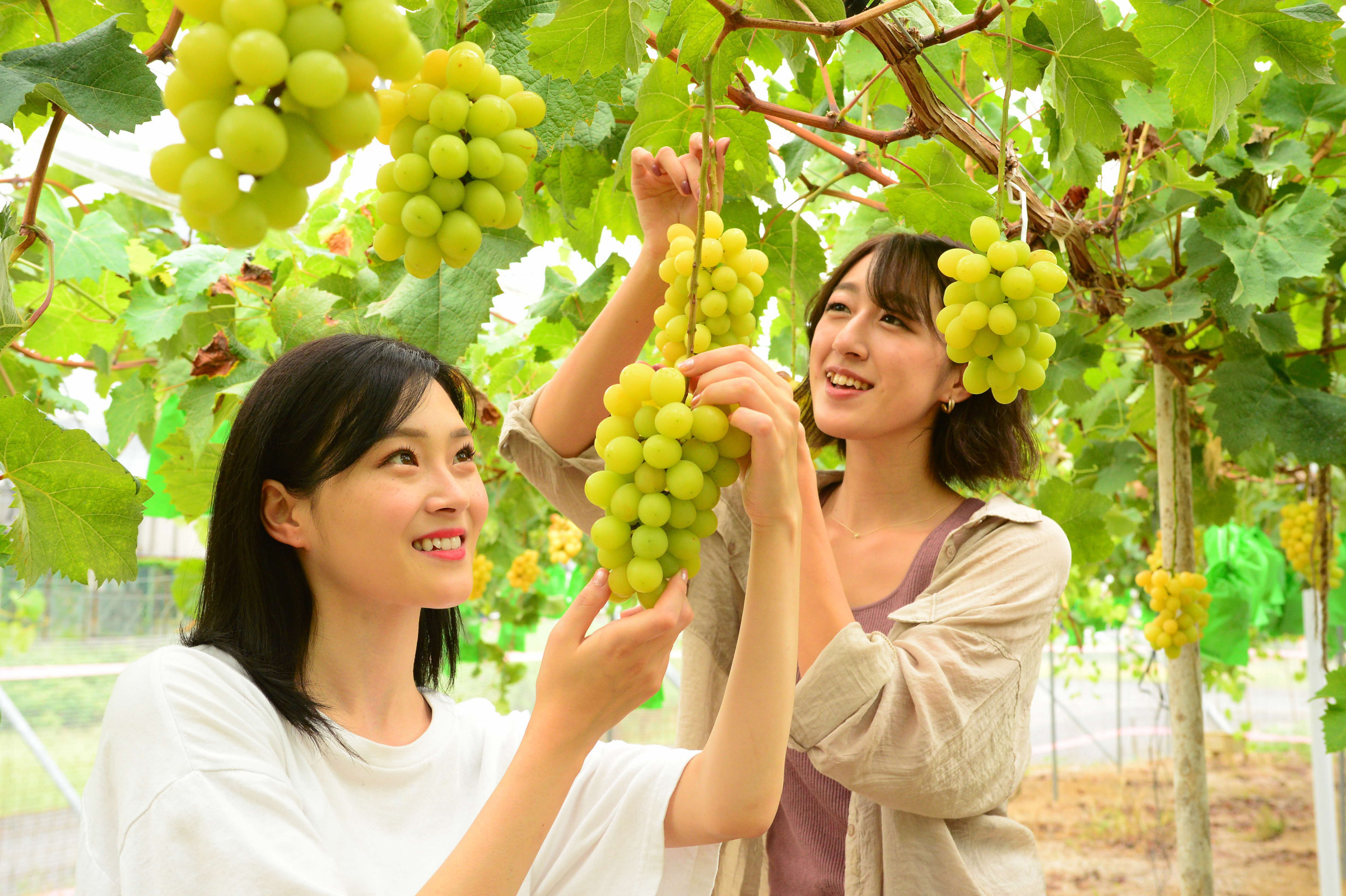 フルーツ王国でぶどう狩り！