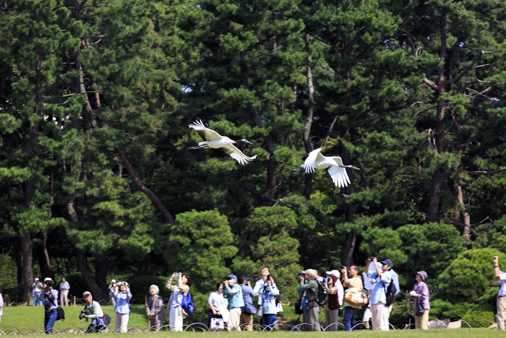 タンチョウの園内散策
