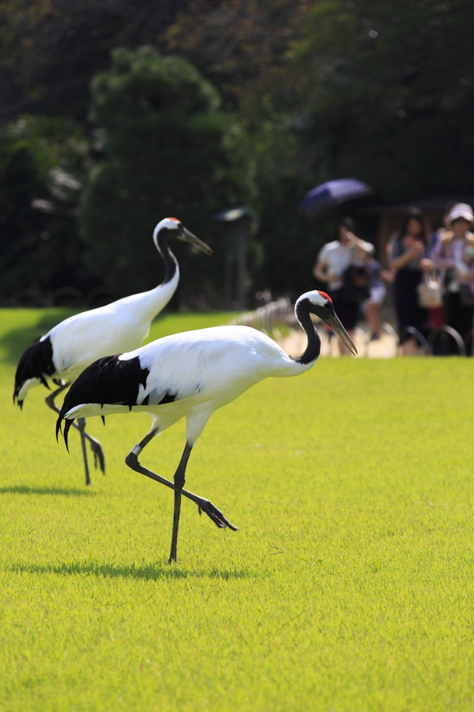 タンチョウの園内散策