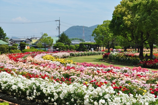 RSKバラ園（岡山市）