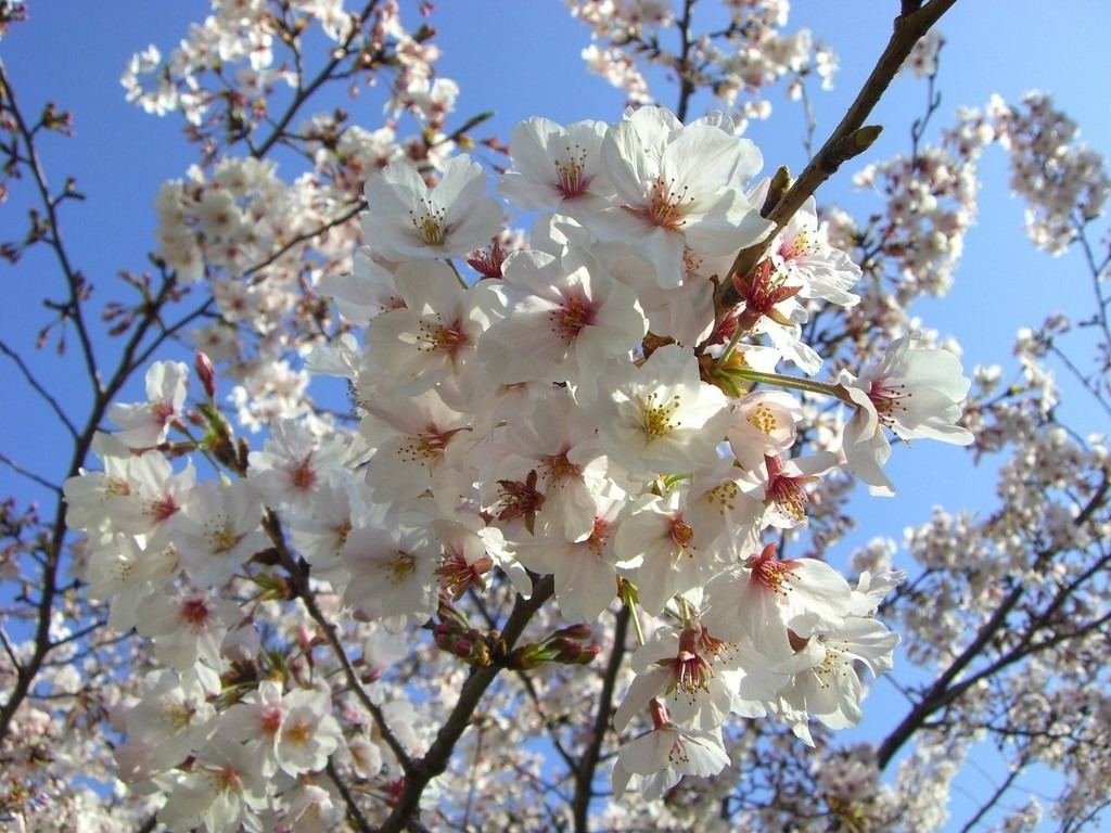 西川緑道公園（桜）