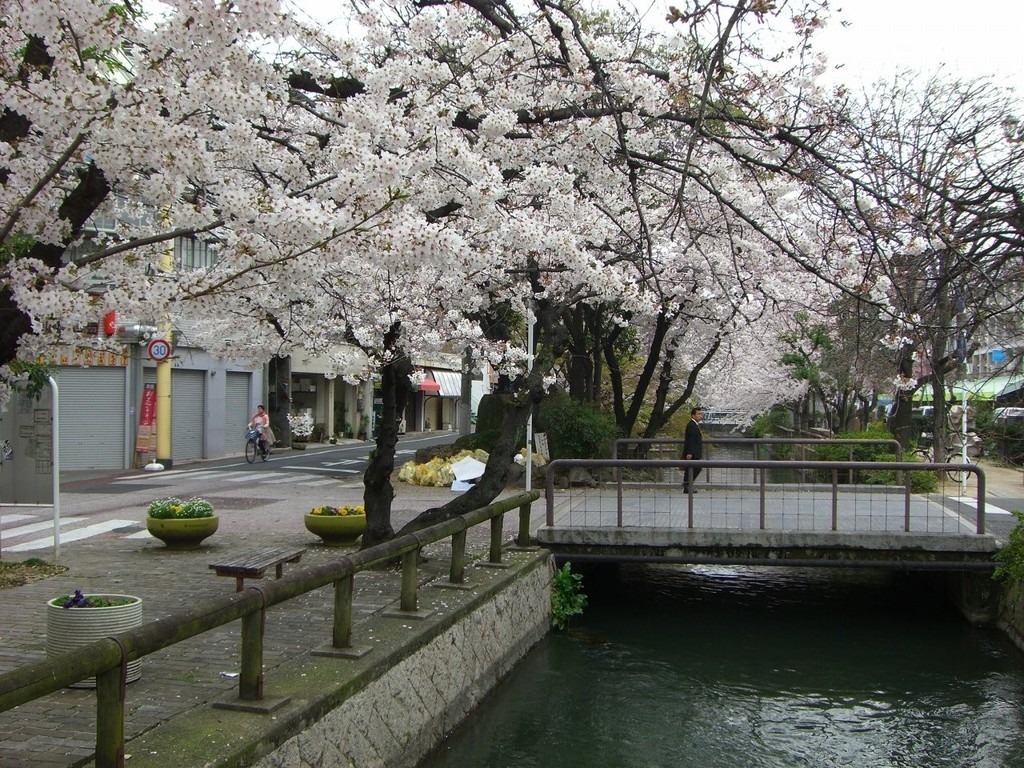 西川緑道公園（春）