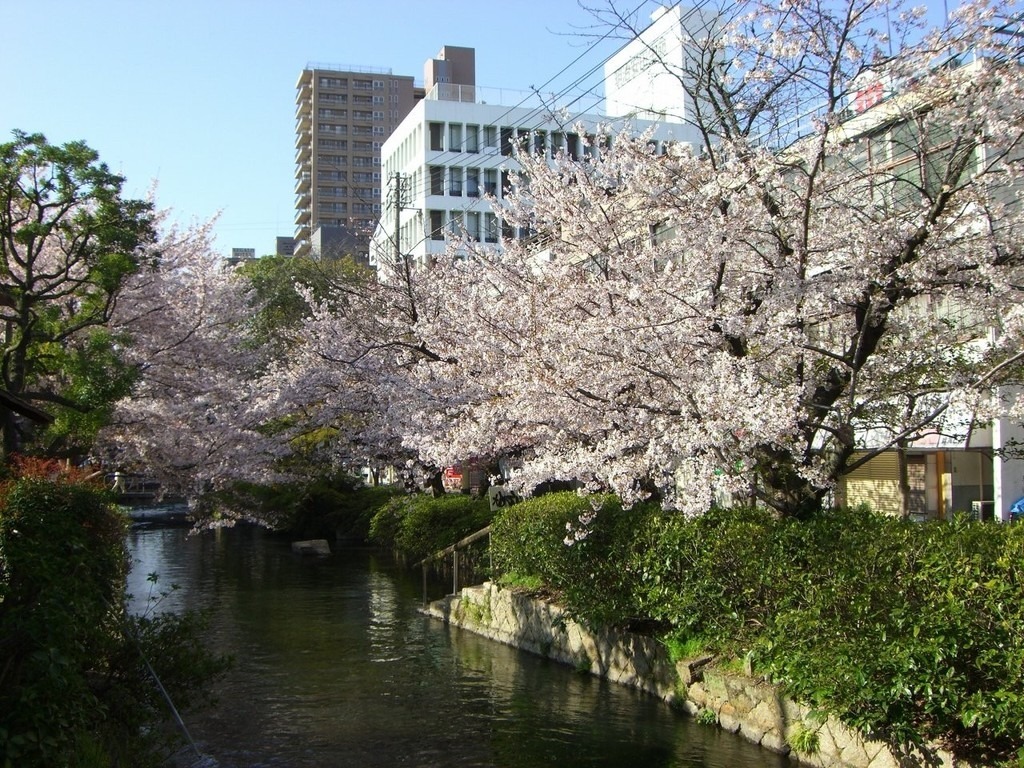西川緑道公園（春）