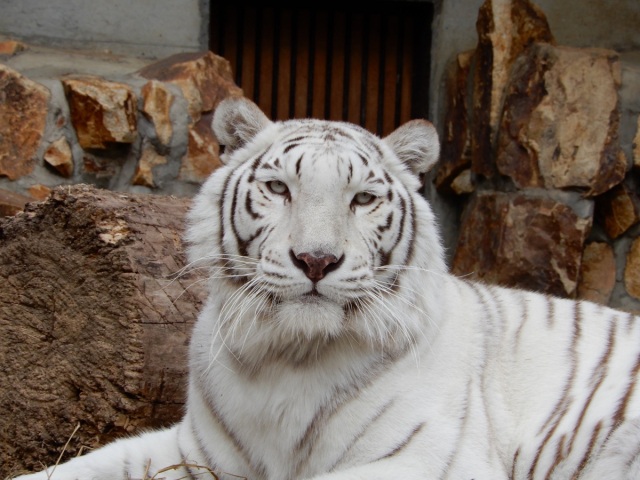 池田動物園