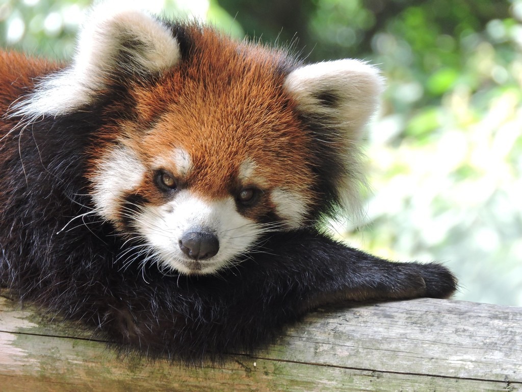レッサーパンダ