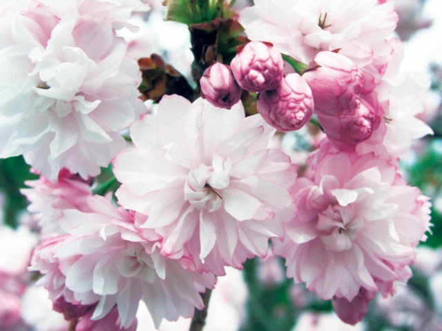 宗堂桜