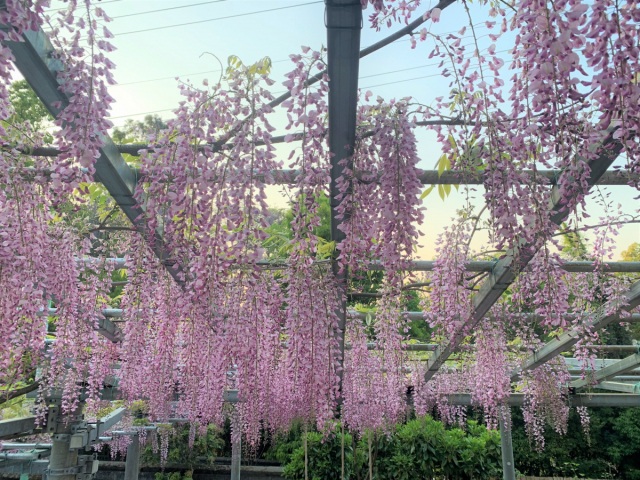 鶴形山公園
