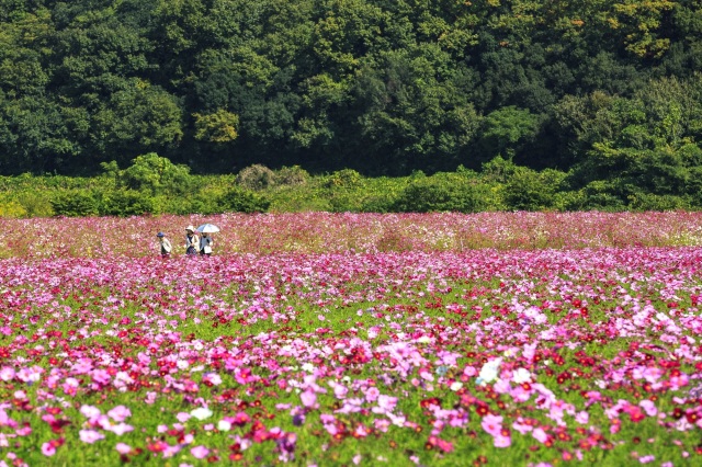 笠岡湾干拓地の花畑