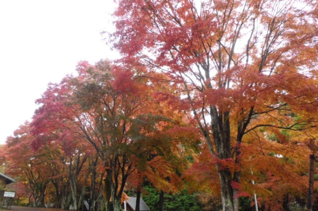 弥高山公園