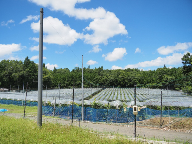 フルーツカントリー熊野