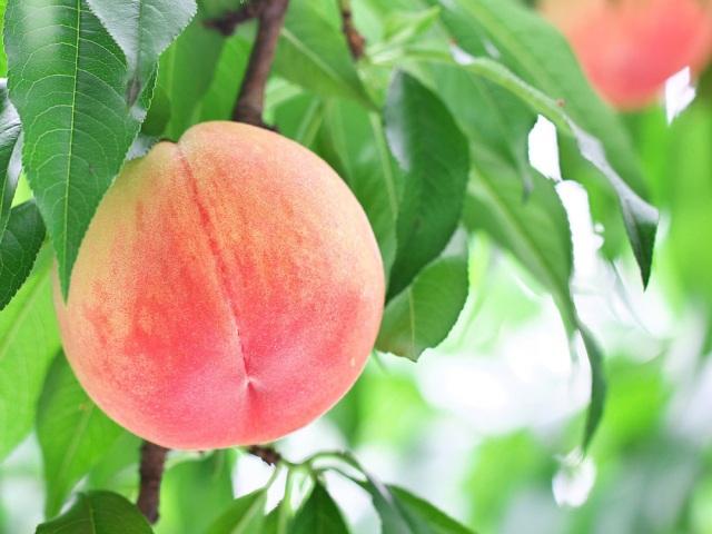 大原観光果樹園