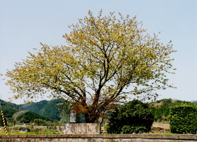 矢神駅の御衣黄桜
