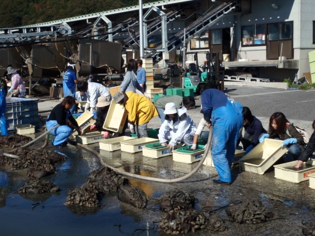アマモ場再生活動
