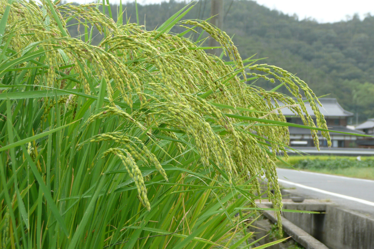 雄町米稲穂(佐近氏圃場)