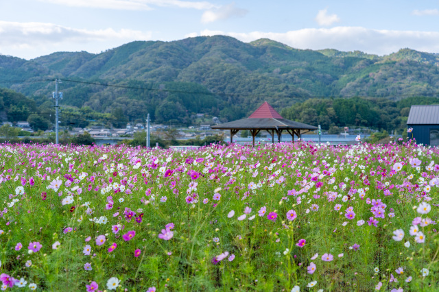 コスモス広場