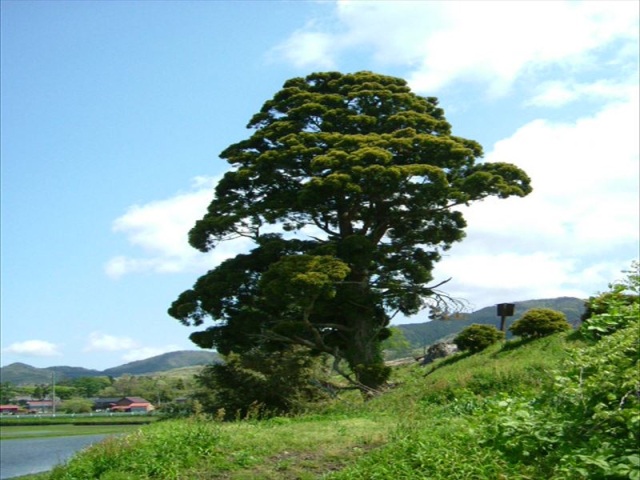 黄金杉