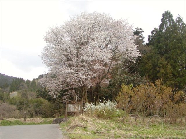黒岩の山桜