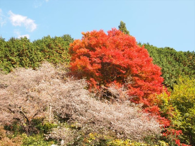 神代四季桜