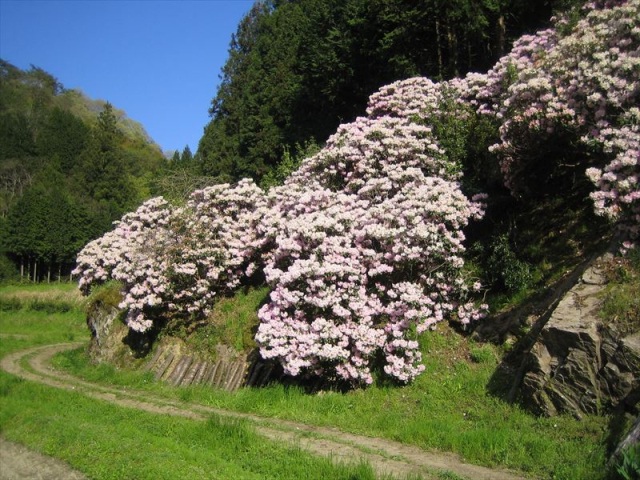 東谷の石楠花