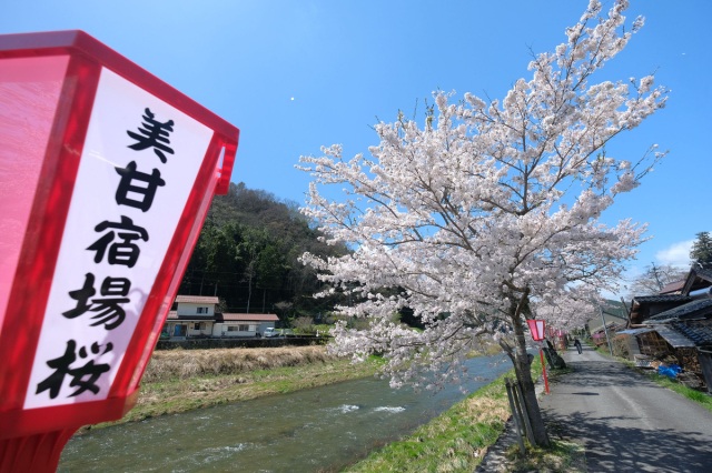 美甘宿場桜（真庭市）
