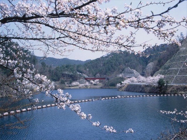 北房ダムの桜