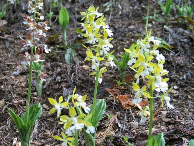 観光エビネ蘭園・山しゃくやく園