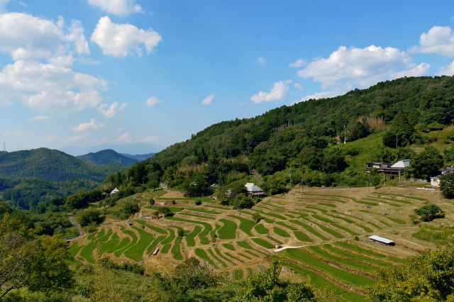 上山の棚田