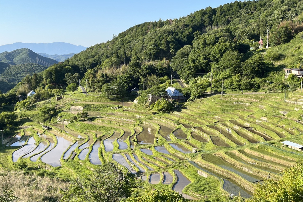 初夏の棚田