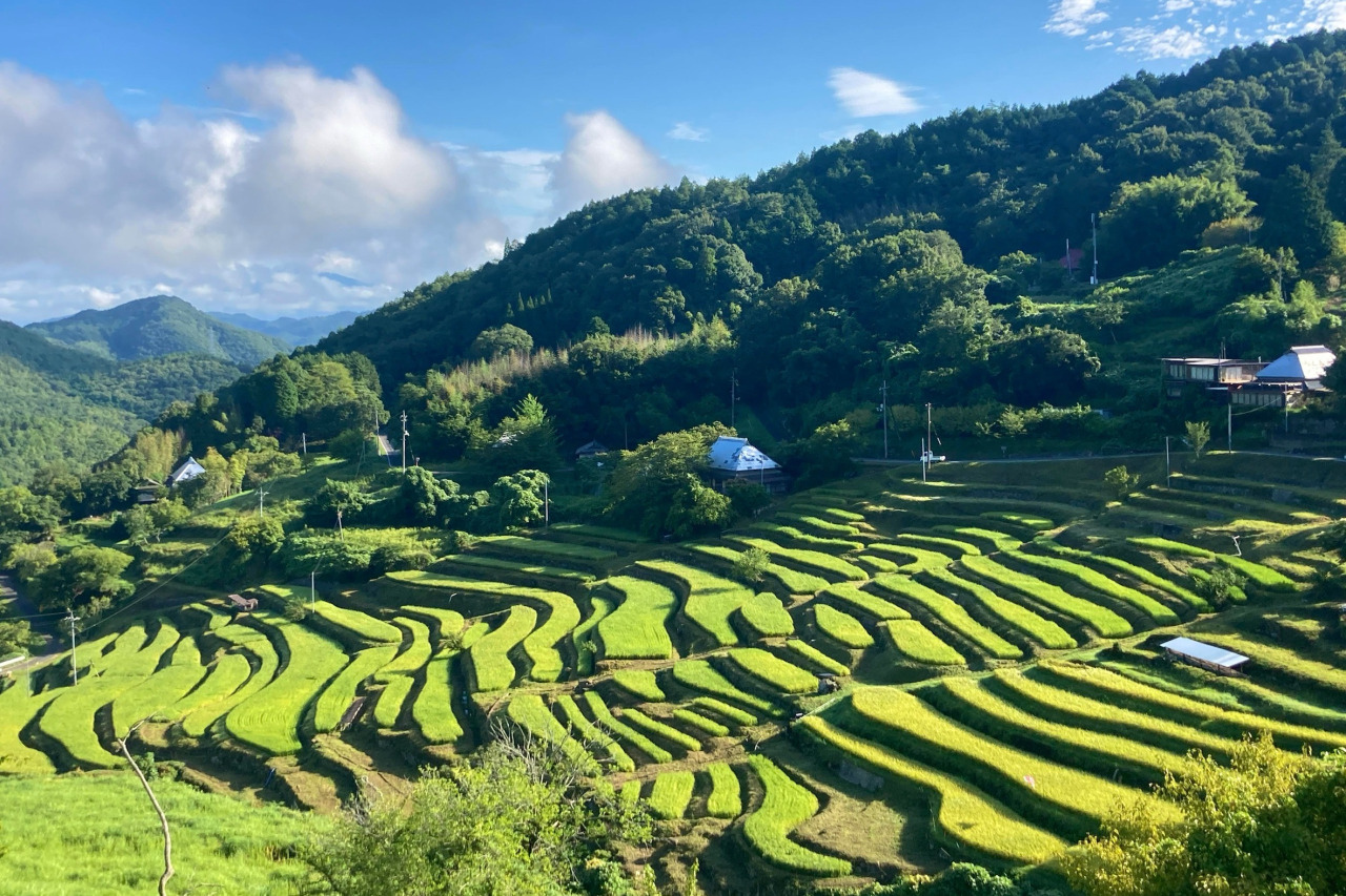 夏の棚田