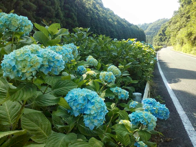 大山あじさいロード