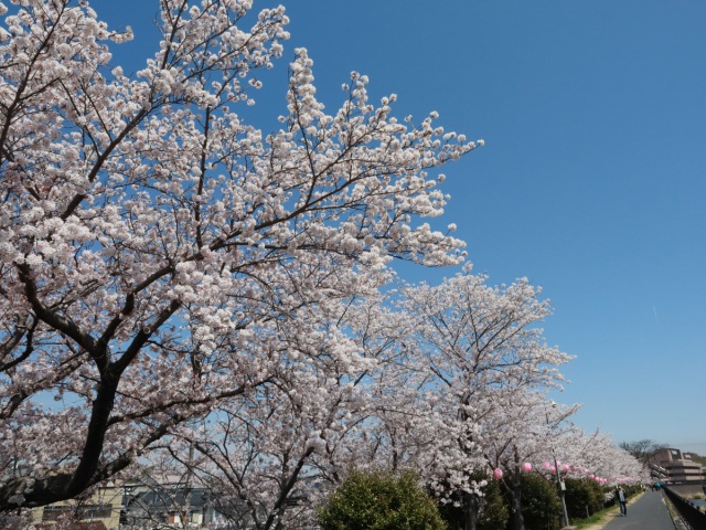 里見川沿いの桜並木