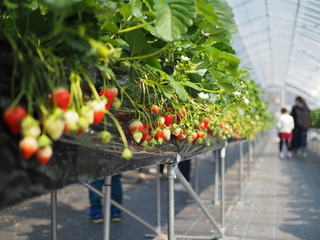 水車の里フルーツトピア