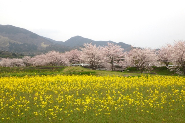 名義川の桜並木
