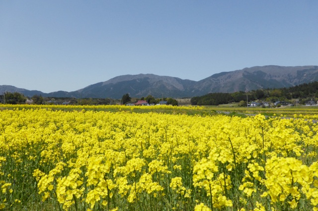菜の花（滝本地区）