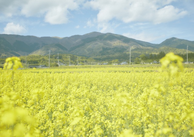 菜の花シンボルロード