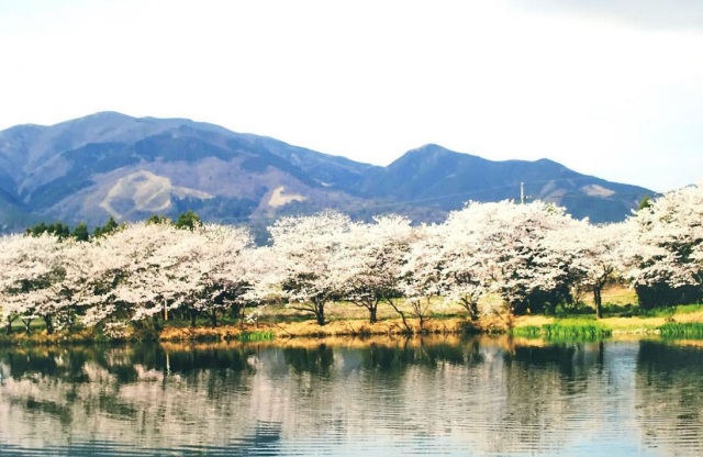 大池の桜並木