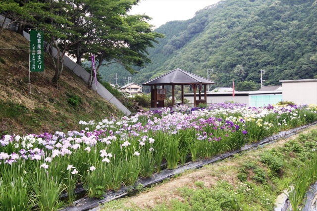 花菖蒲園